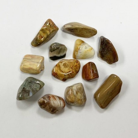 Pierres roulées Bois Fossil