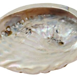Coquille d'Ormeau Naturelle (Abalone)