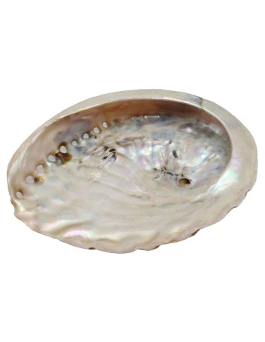 Coquille d'Ormeau Naturelle 12-15cm